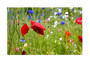 Card 17 Meadow Flowers