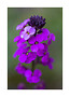 Card No 7 Erysimum