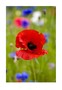 Card No 10 Poppy