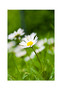 Card No 9 Daisy