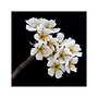 Card No 2 Pear Tree Blossom