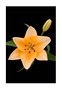 Card No 14 Lily