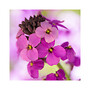 Card No 8 Erysimum