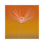 Card No 3 Dandelion Seed