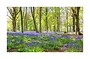 Card 15 Bluebell Woods